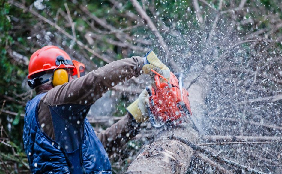 How To Pick The Right Kinds Of Tools For Tree-Surgery?