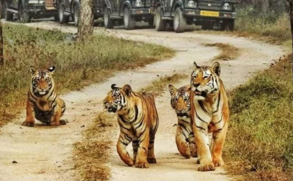 Why Jim Corbett Is Famous For Wildlife Lovers